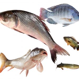 চাষের মাছ (Farmed fish)