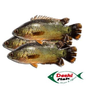 Koi Fish ( কই মাছ )