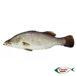 Deshi Koral Fish (কোরাল মাছ )