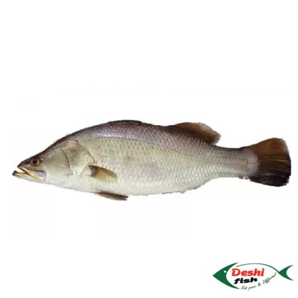 Deshi Koral Fish (কোরাল মাছ )
