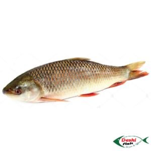 Deshi Rohu Fish (দেশি রুই মাছ )