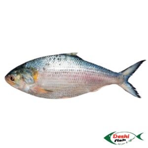 Podhar Hilsha Fish (পদ্মার ইলিশ মাছ)