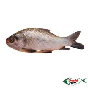 Deshi Katla Fish (দেশী কাতল )