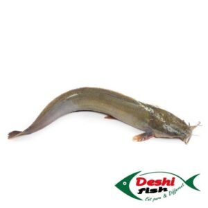 মাগুর মাছ (Magur Fish)