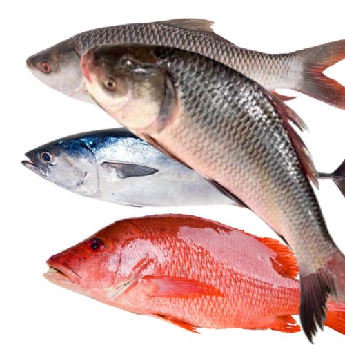 Big Fish catagory2