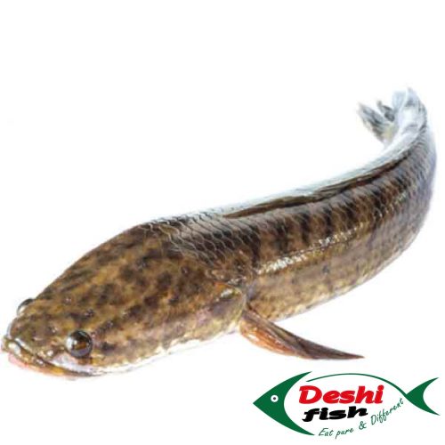 Taki Fish