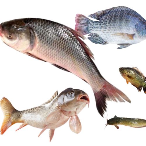 live fish catagory3